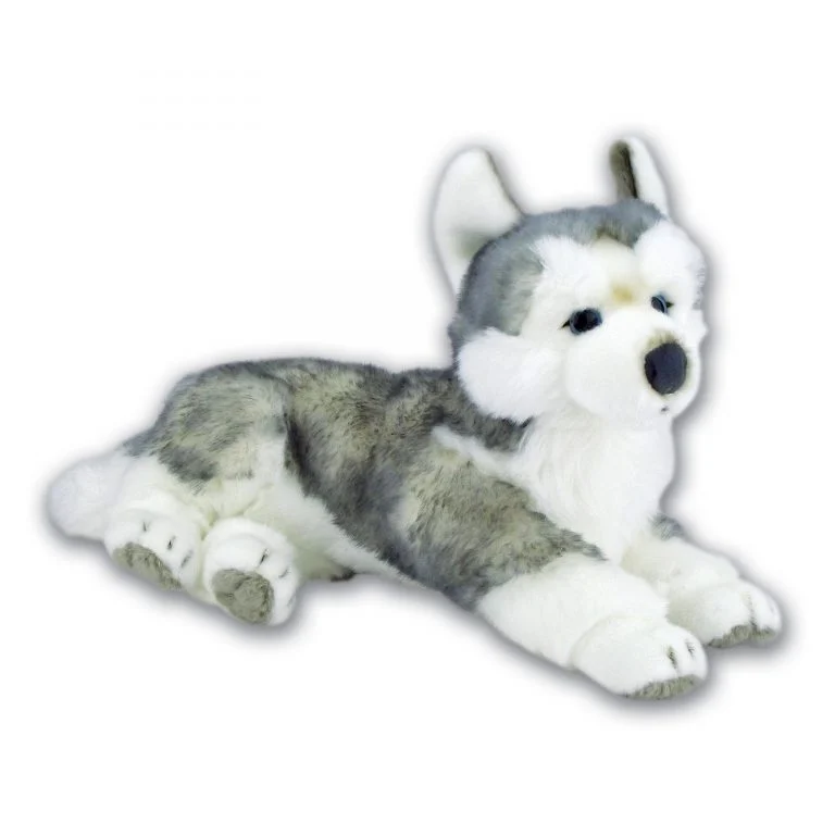 Lying Husky Dog with Beans