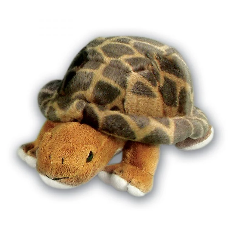 Tortoise with Beans