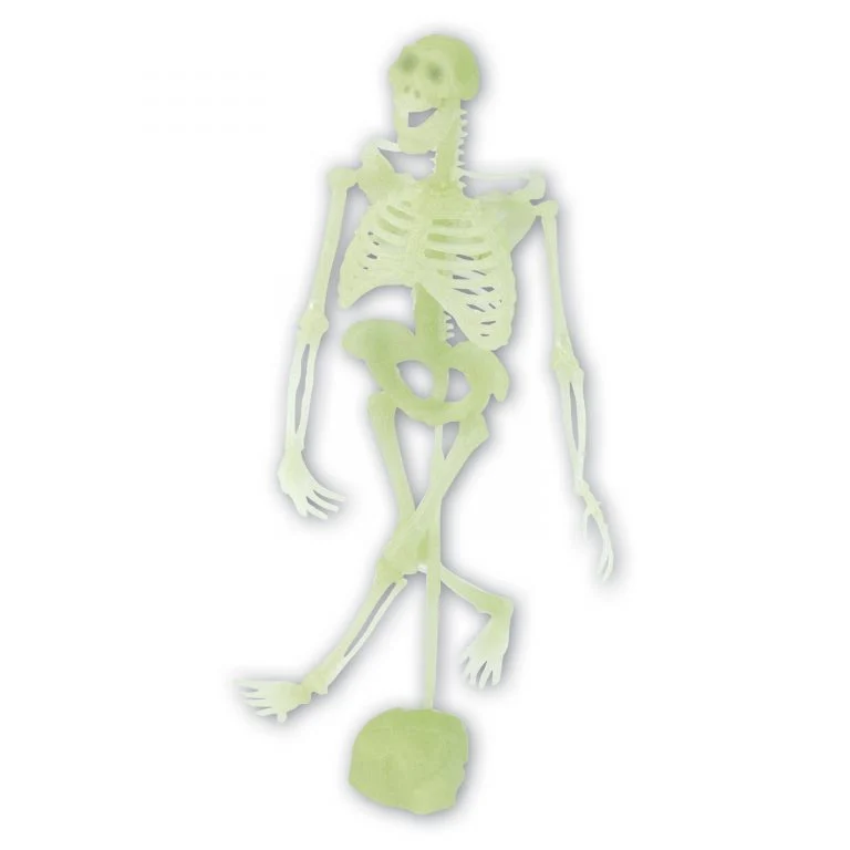 Neon Skeleton Dinosaurs/Humanoid