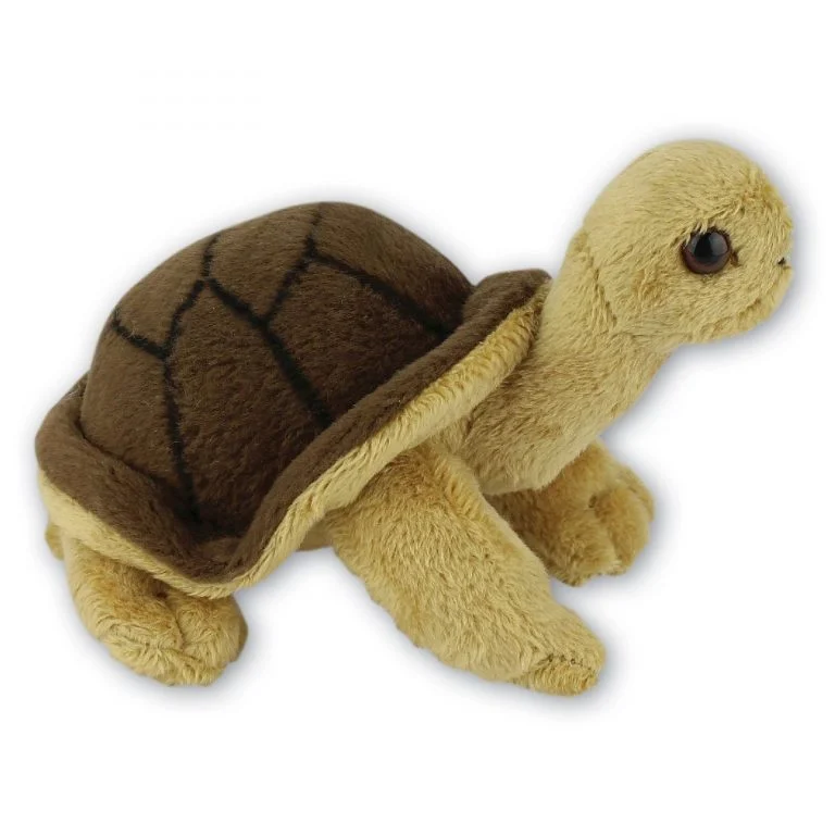 Tortoise with Beans