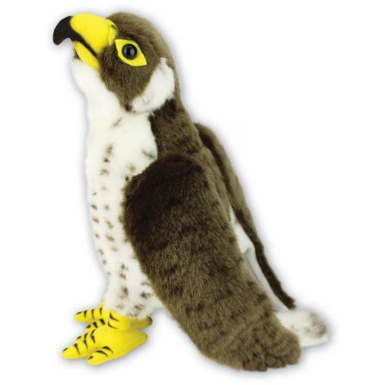 Peregrine Falcon